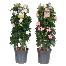 Mandeville dubbele boog